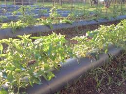 Piantine di Pomodori in fase di crescita